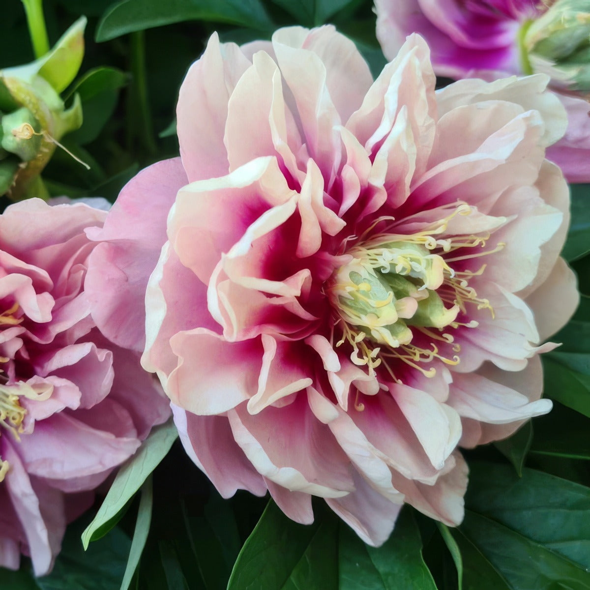 Itoh Peony Caroline Constabel Pkitocco - Garden Express Australia