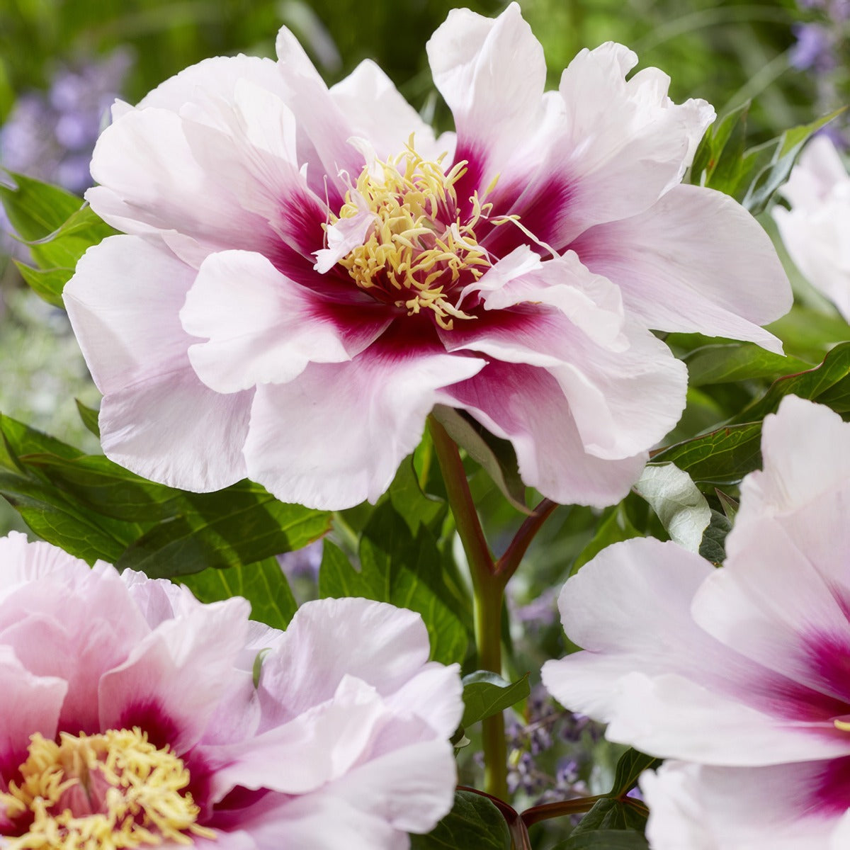 Itoh Peony Cora Louise 2023 Pkitoclo - Garden Express Australia