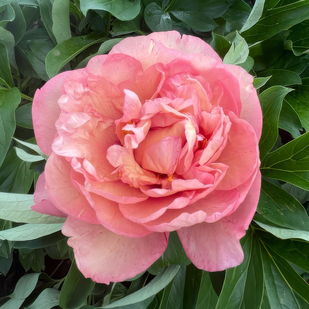 Itoh Peony Danse De Feu 26 Pkitoddf - Garden Express Australia