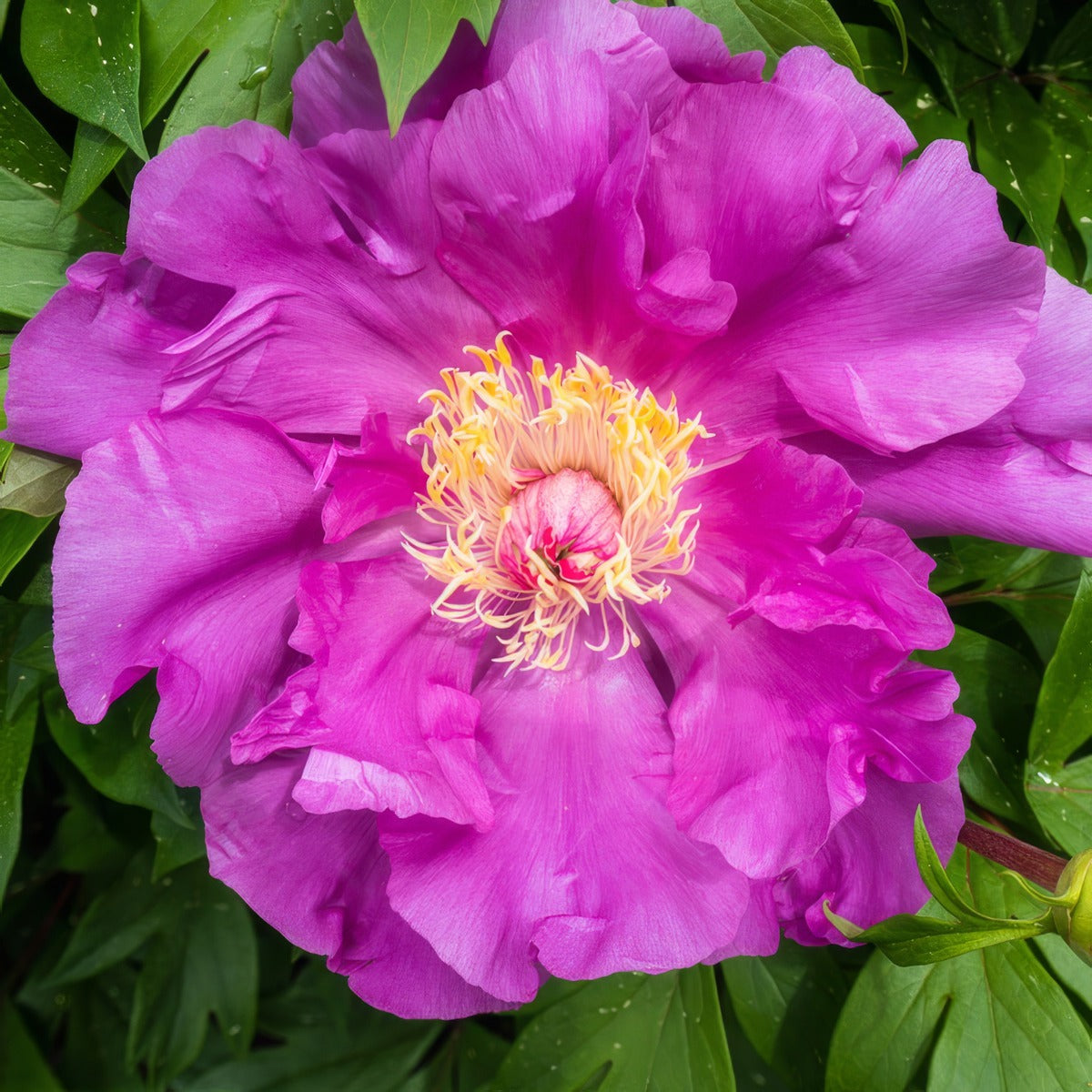 Itoh Peony Gordon E Simonson Pkitoges - Garden Express Australia