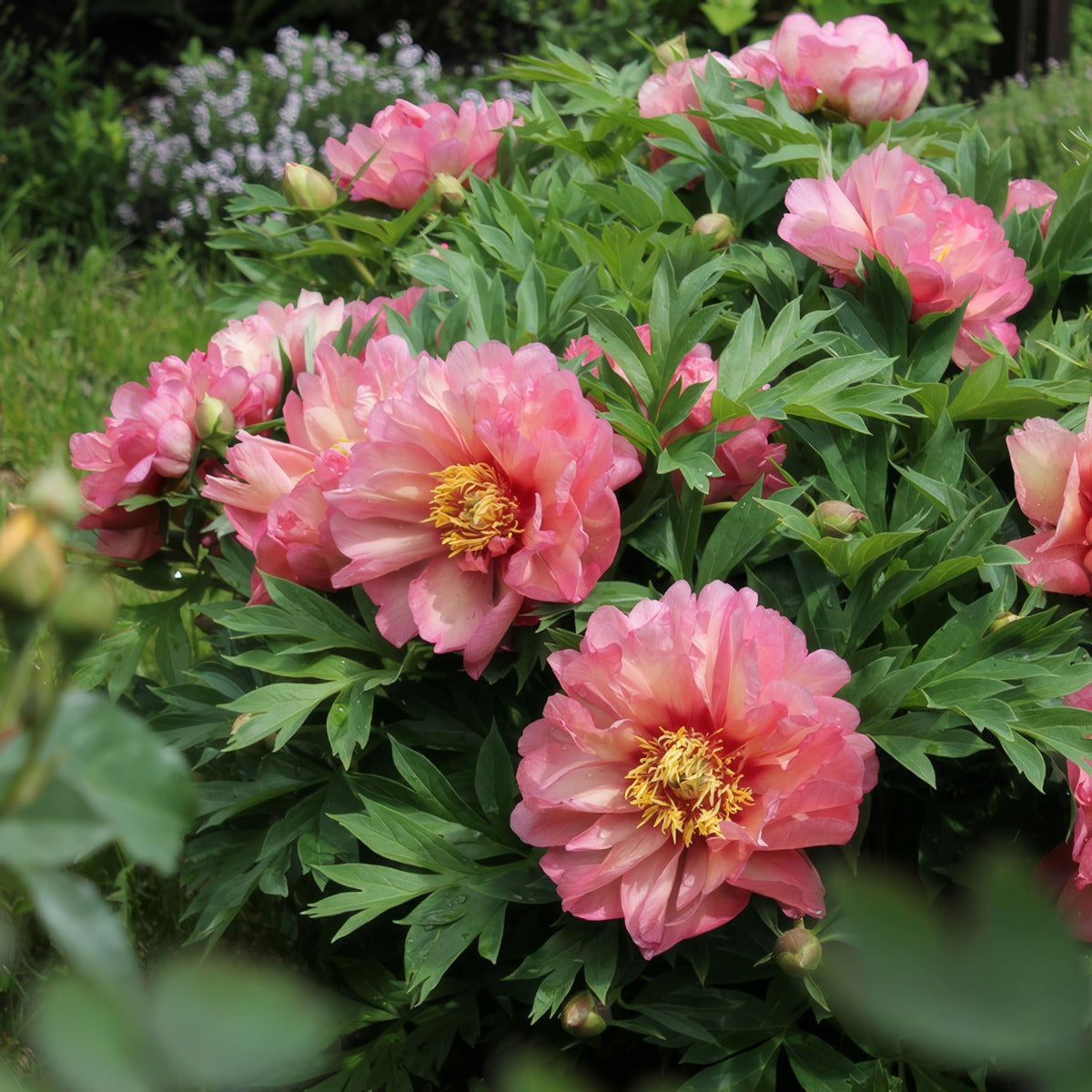 Itoh Peony Hillary 2023 Pkitohil - Garden Express Australia
