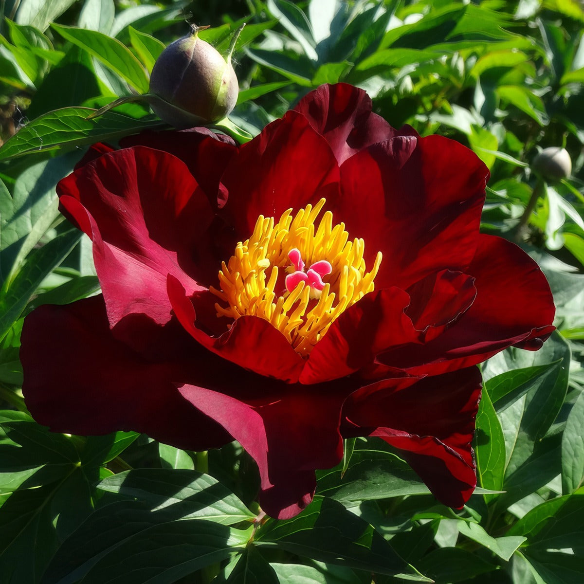 Itoh Peony Scarlet Heaven Pkitoshe - Garden Express Australia