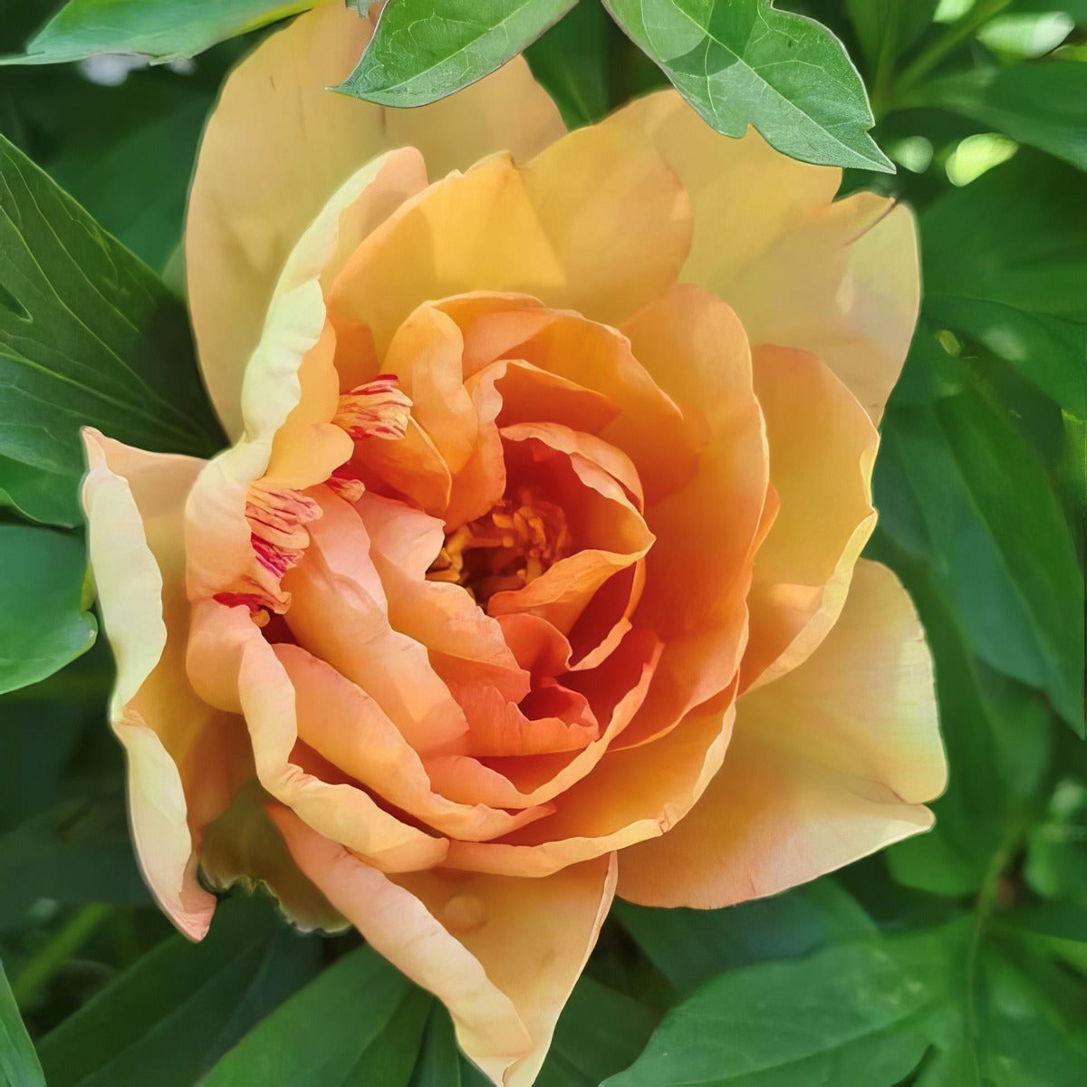 Itoh Peony Singing In The Rain Pkitosir - Garden Express Australia