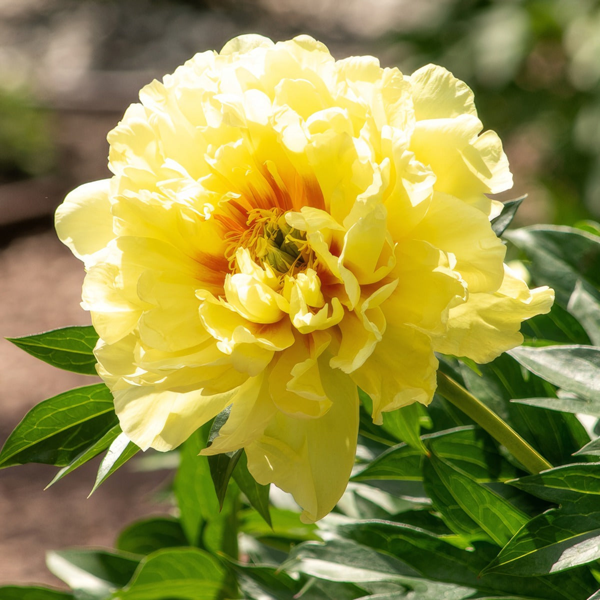 Itoh Peony Sequestered Sunshine Pkitossu - Garden Express Australia