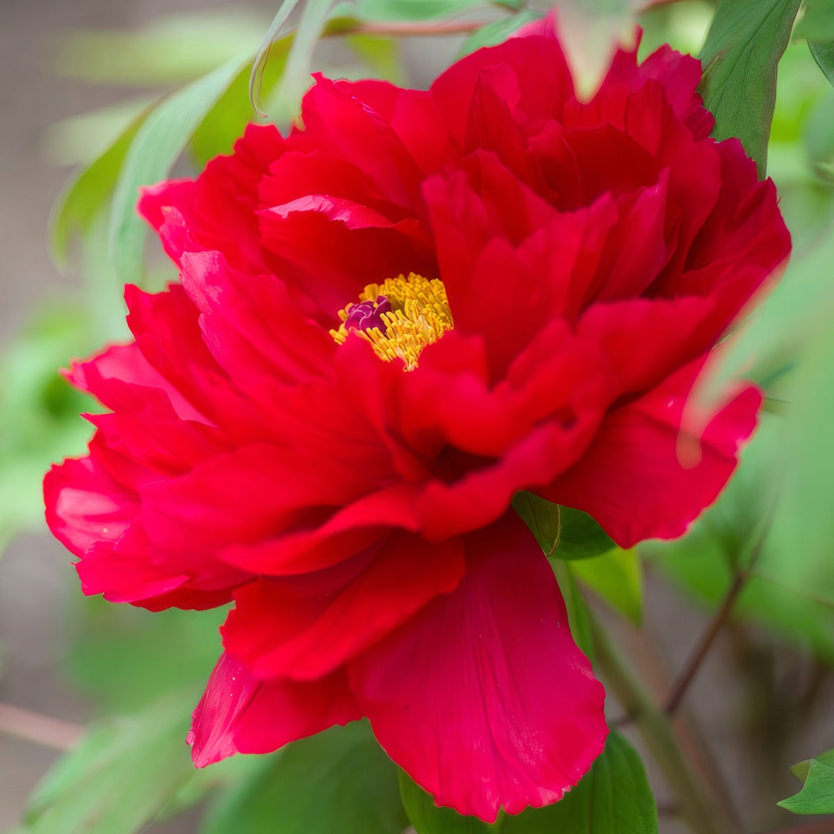 Itoh Peony Unique Pkitouni - Garden Express Australia