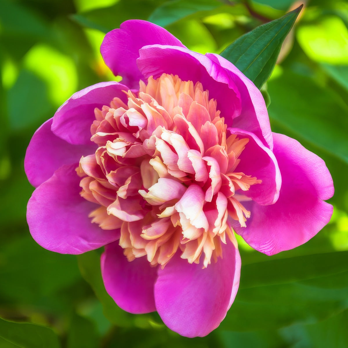 Peony Rose Madame Emile Debatene Pkpromed - Garden Express Australia
