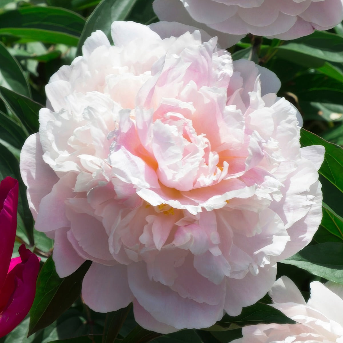 Peony Rose Marguerite Gerard Pkpromge 2026 - Garden Express Australia