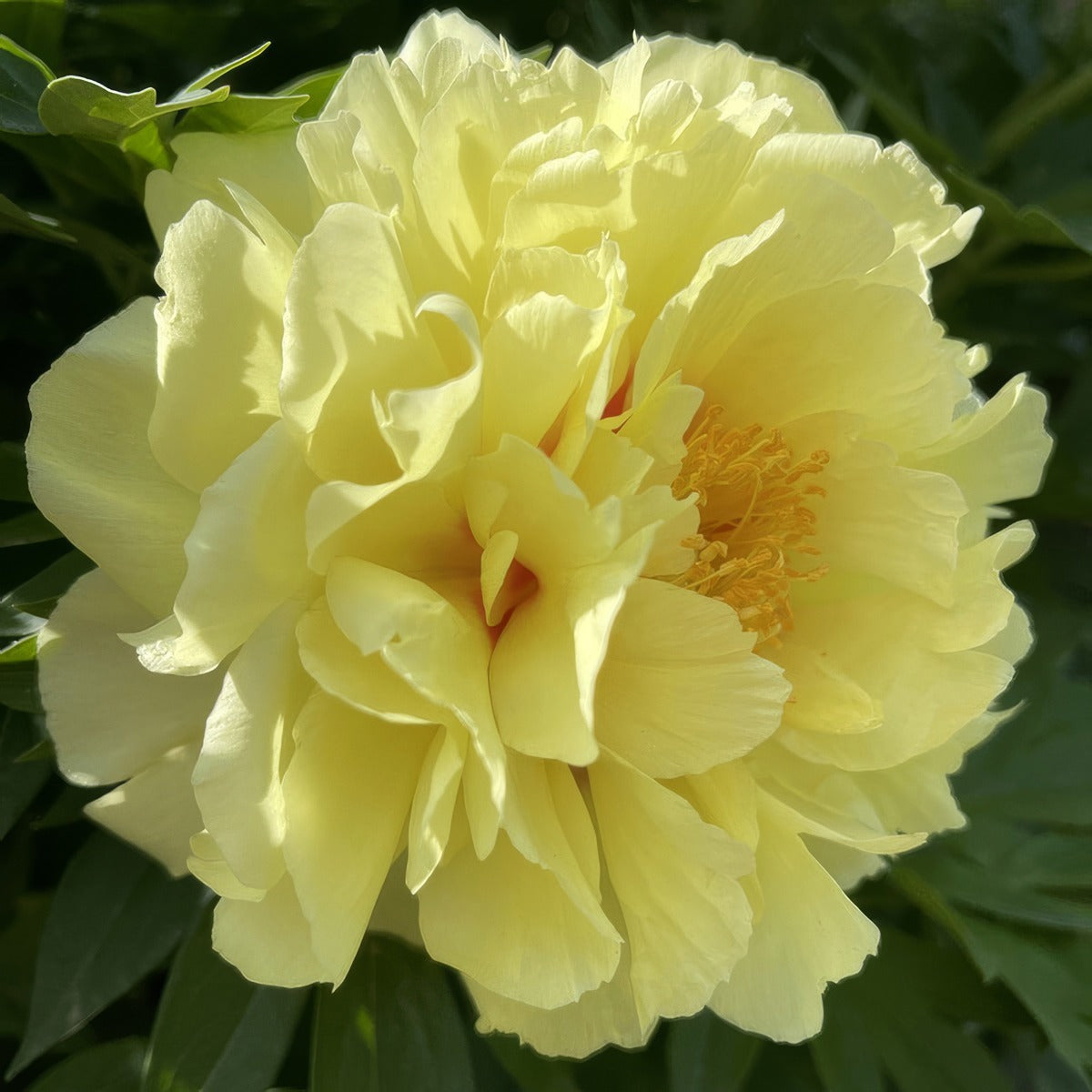 Tree Peony Arcadia Pktpaarc 2026 - Garden Express Australia