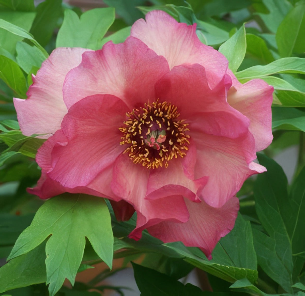 Tree Peony Gaugin Courtesy Michaelduquettefowler Flickr - Garden Express Australia