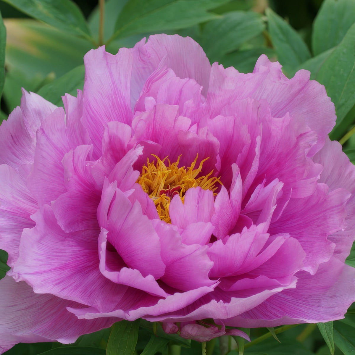 Tree Peony Jade Pink Lotus 2 Pktpajpl - Garden Express Australia