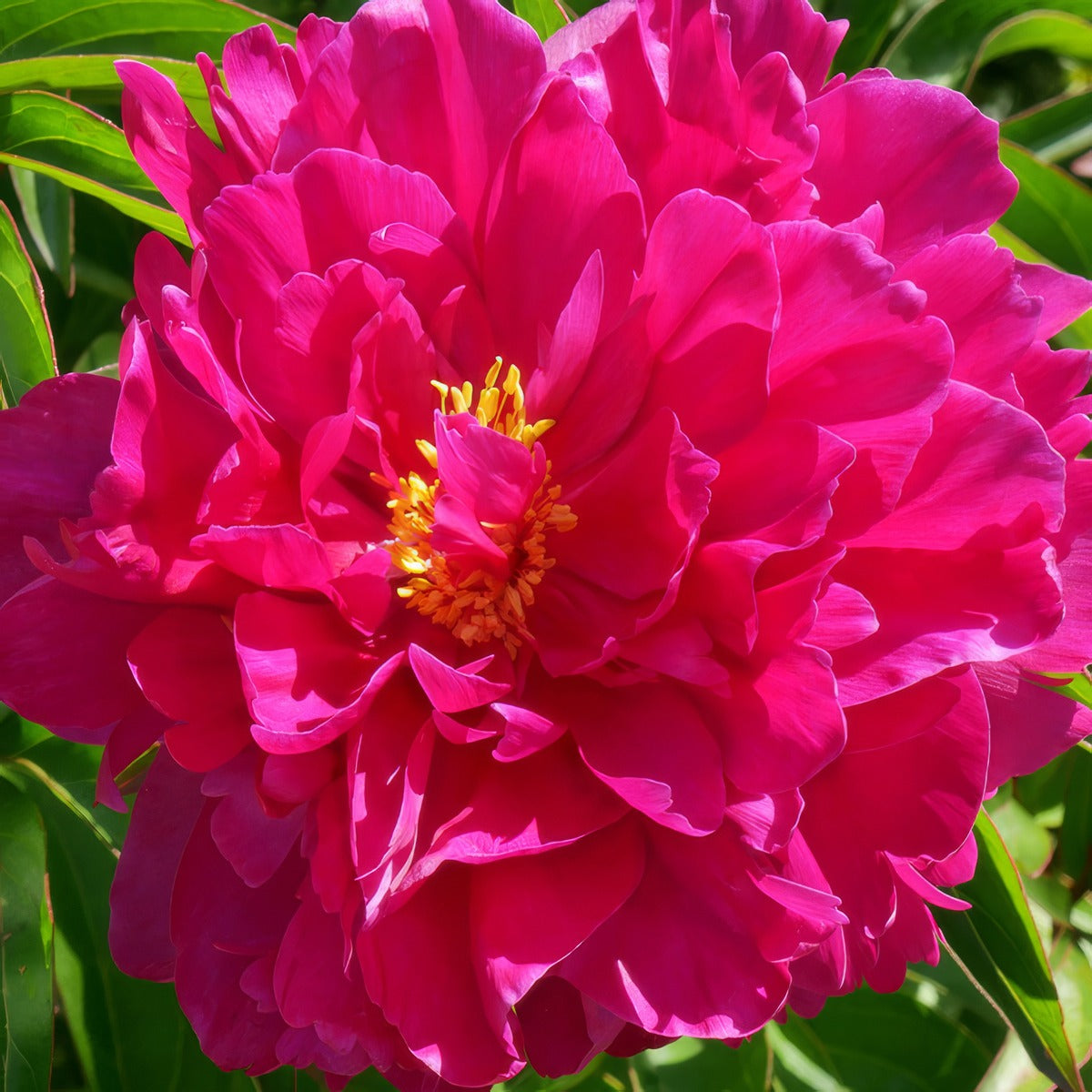 Tree Peony Kaoh Pktpakao - Garden Express Australia