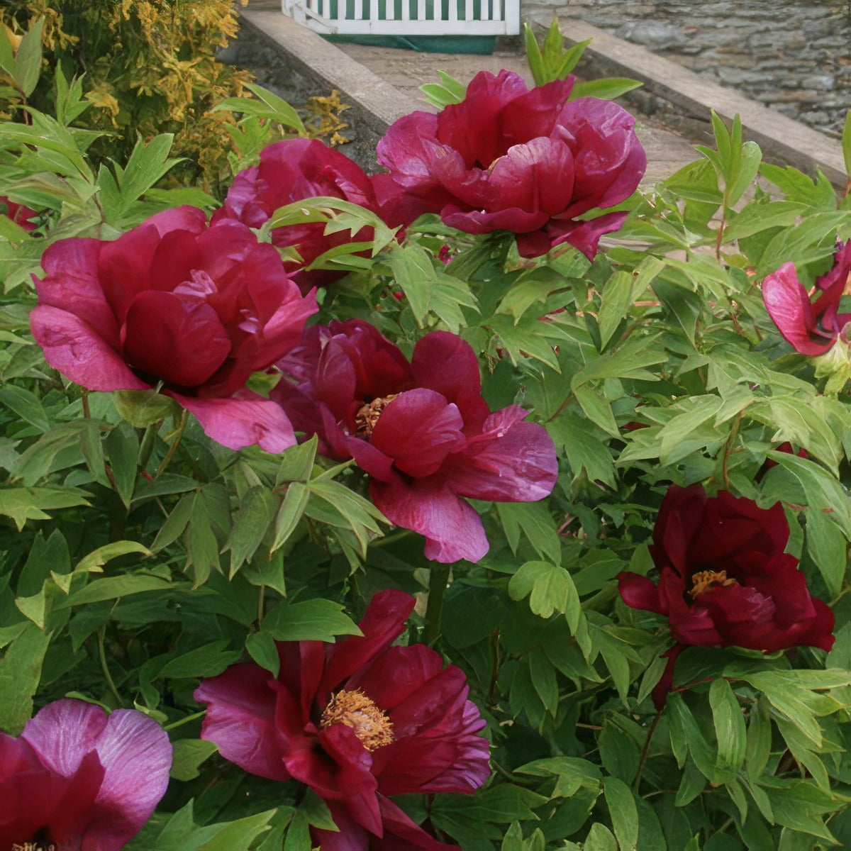 Tree Peony Kronos 15 St 50630290 - Garden Express Australia