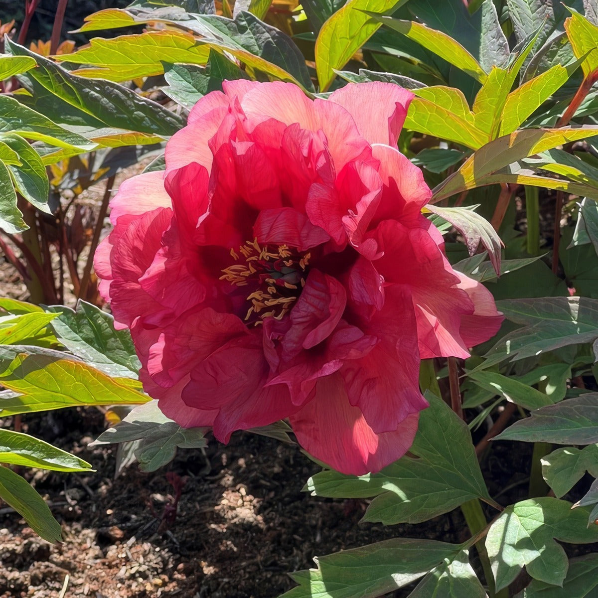 Tree Peony Norgates Pink 2 Pktpanpi - Copy - Garden Express Australia