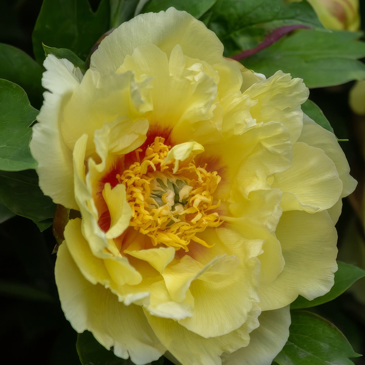Tree Peony Orion Pktpaori - Garden Express Australia