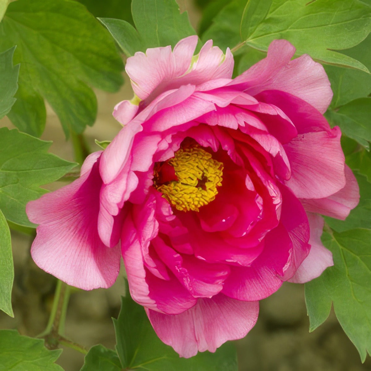 Tree Peony Rose Flame 16 - Garden Express Australia
