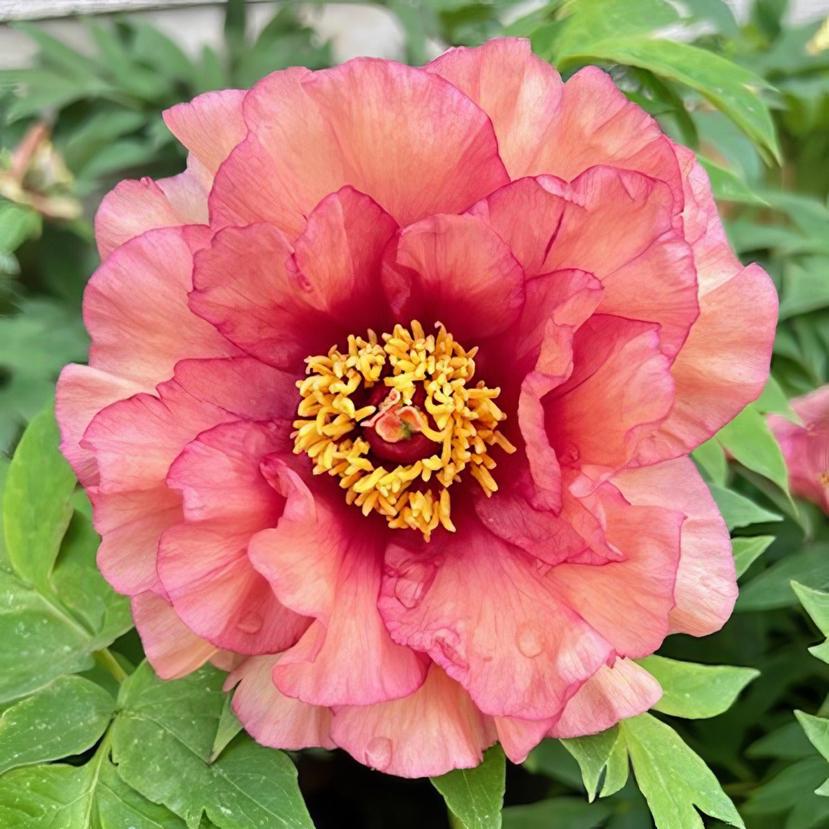Tree Peony Ruffled Sunset Pktparsu - Garden Express Australia