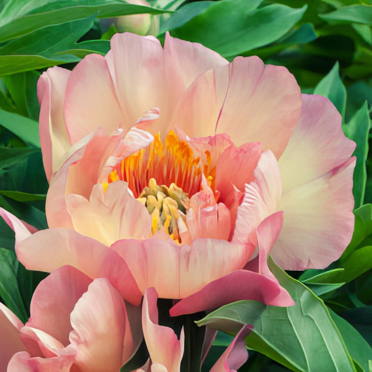 Tree Peony Themis Pktpathe - Garden Express Australia