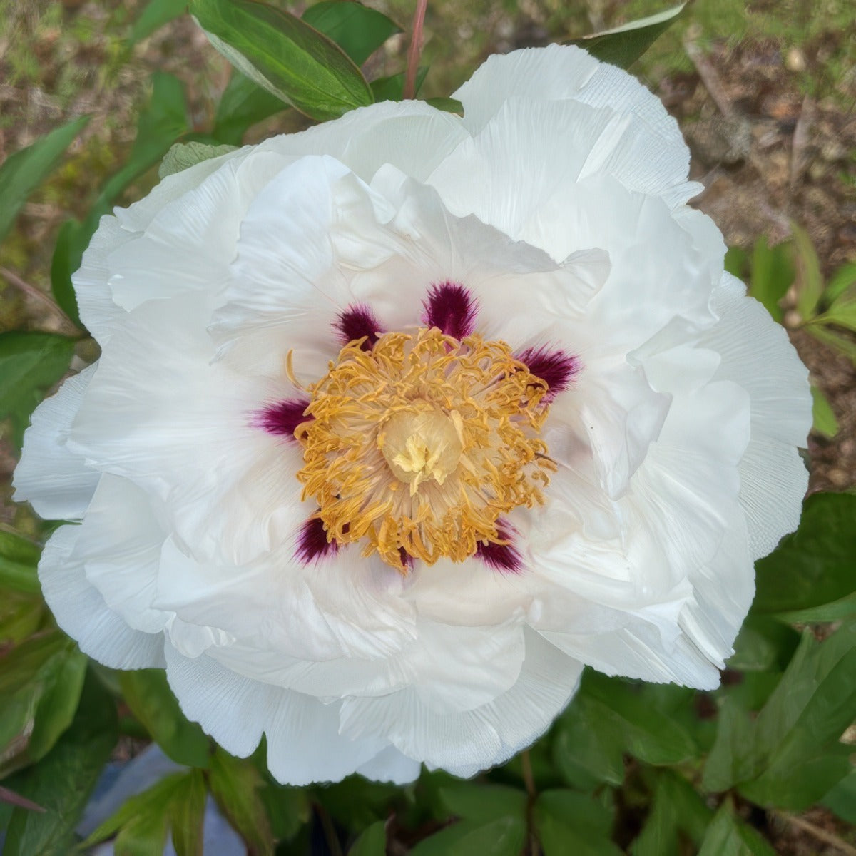 Tree Peony White Star Pktpawst - Garden Express Australia