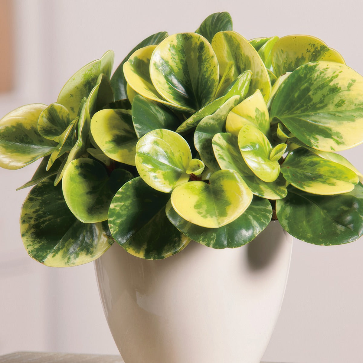 Peperomia Obtusifolia Variegata P68pepova - Garden Express Australia