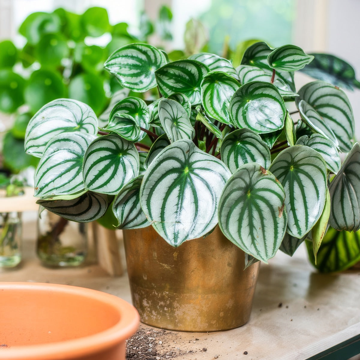 Peperomia Watermelon Pplpepwat - Garden Express Australia