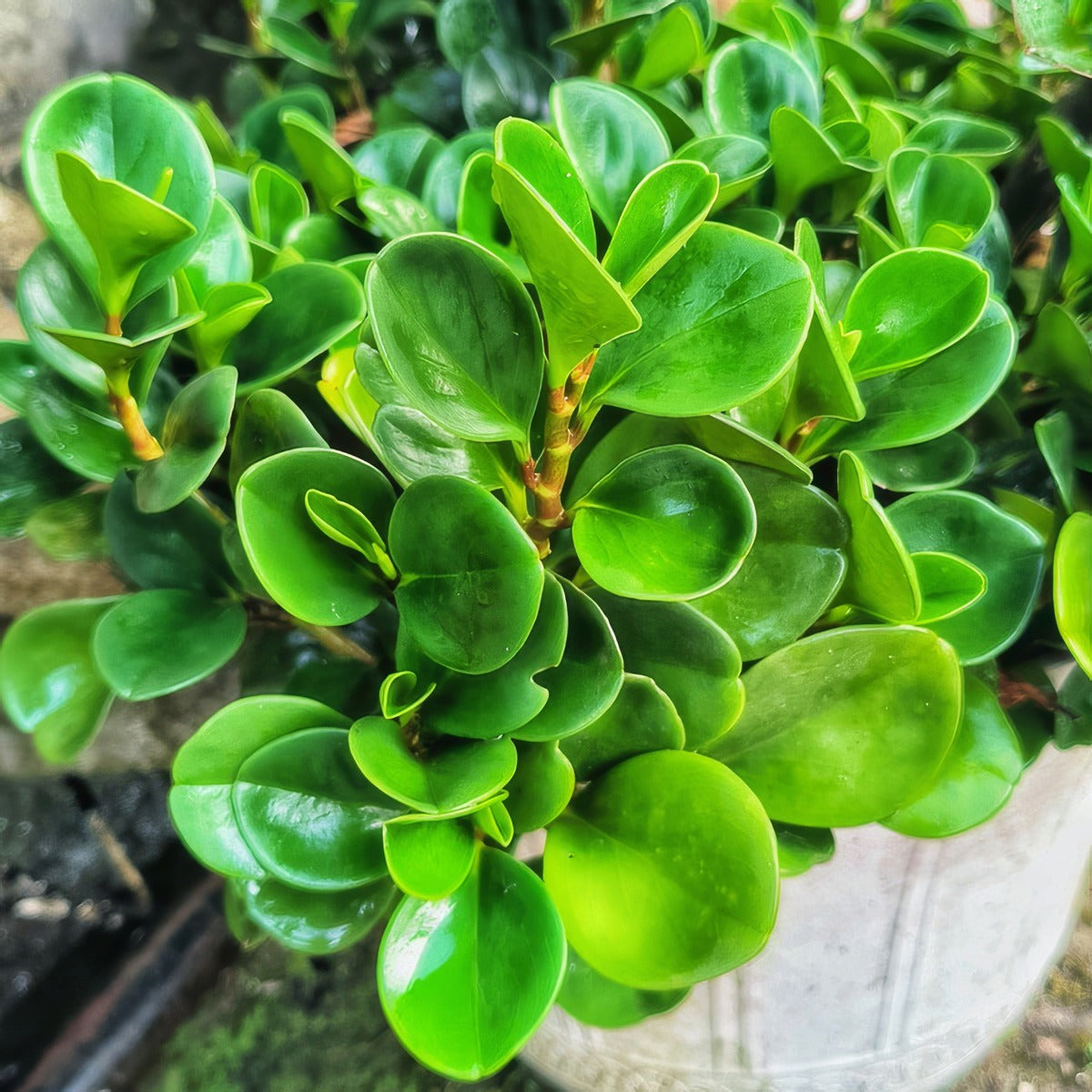 Peperomia Jade P68pepjad - Garden Express Australia