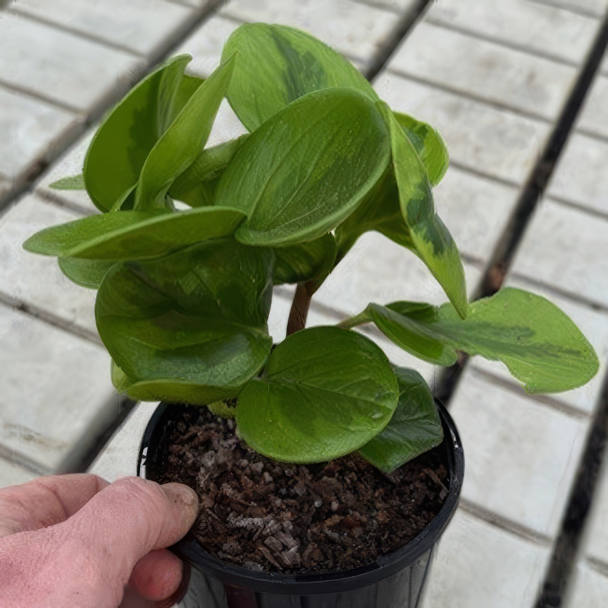 Peperomia Lemon Lime - Garden Express Australia