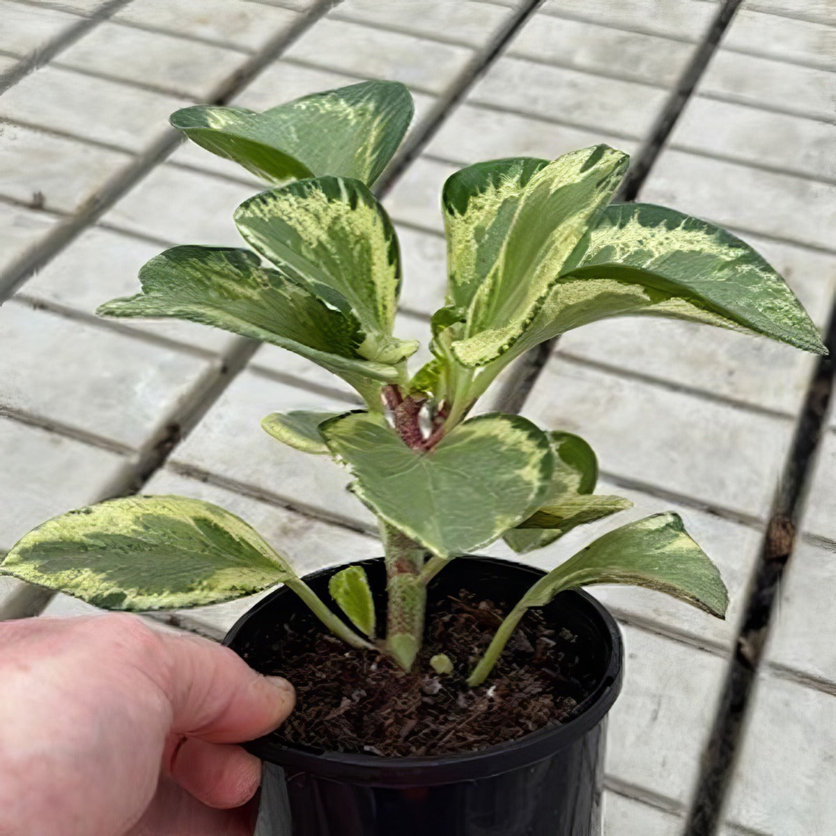 Peperomia Variegated - Garden Express Australia