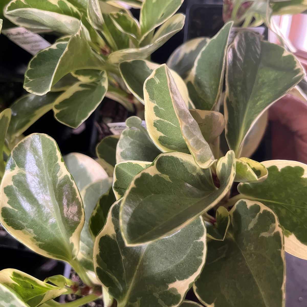 Peperomia Albo Marginata P68pepama - Garden Express Australia