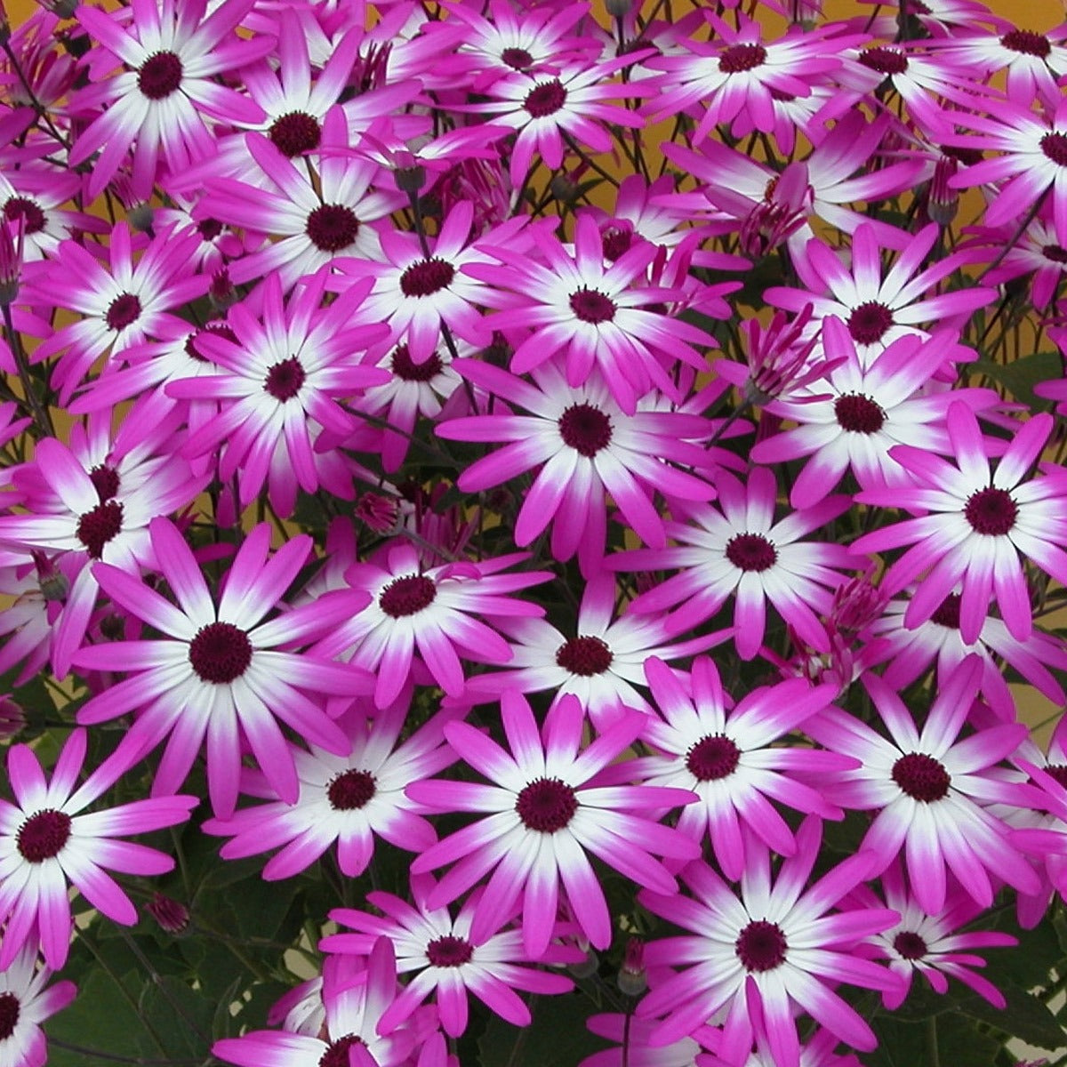 Pericallis Senetti Magenta Bicolour P68persmb - Garden Express Australia