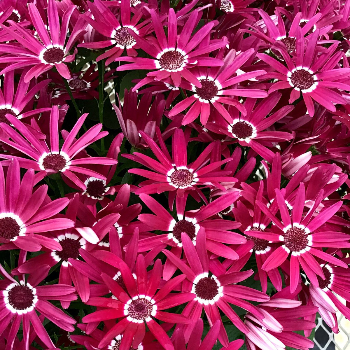 Pericallis Senetti Red Halo - Garden Express Australia