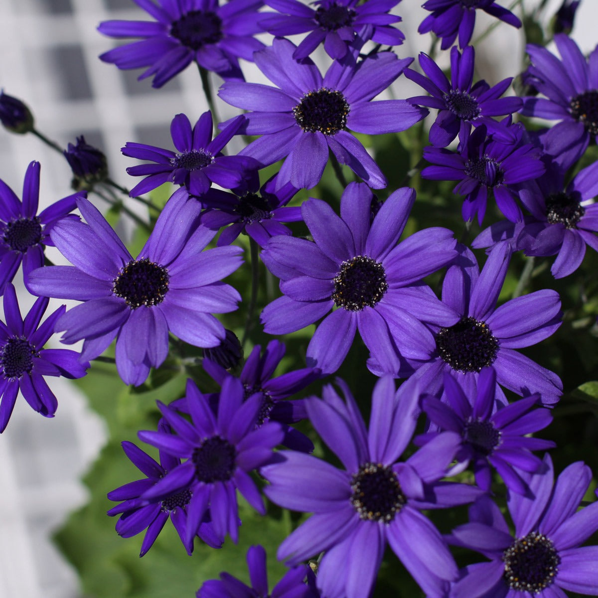 Pericallis Senetti Super Blue P68perssb - Garden Express Australia