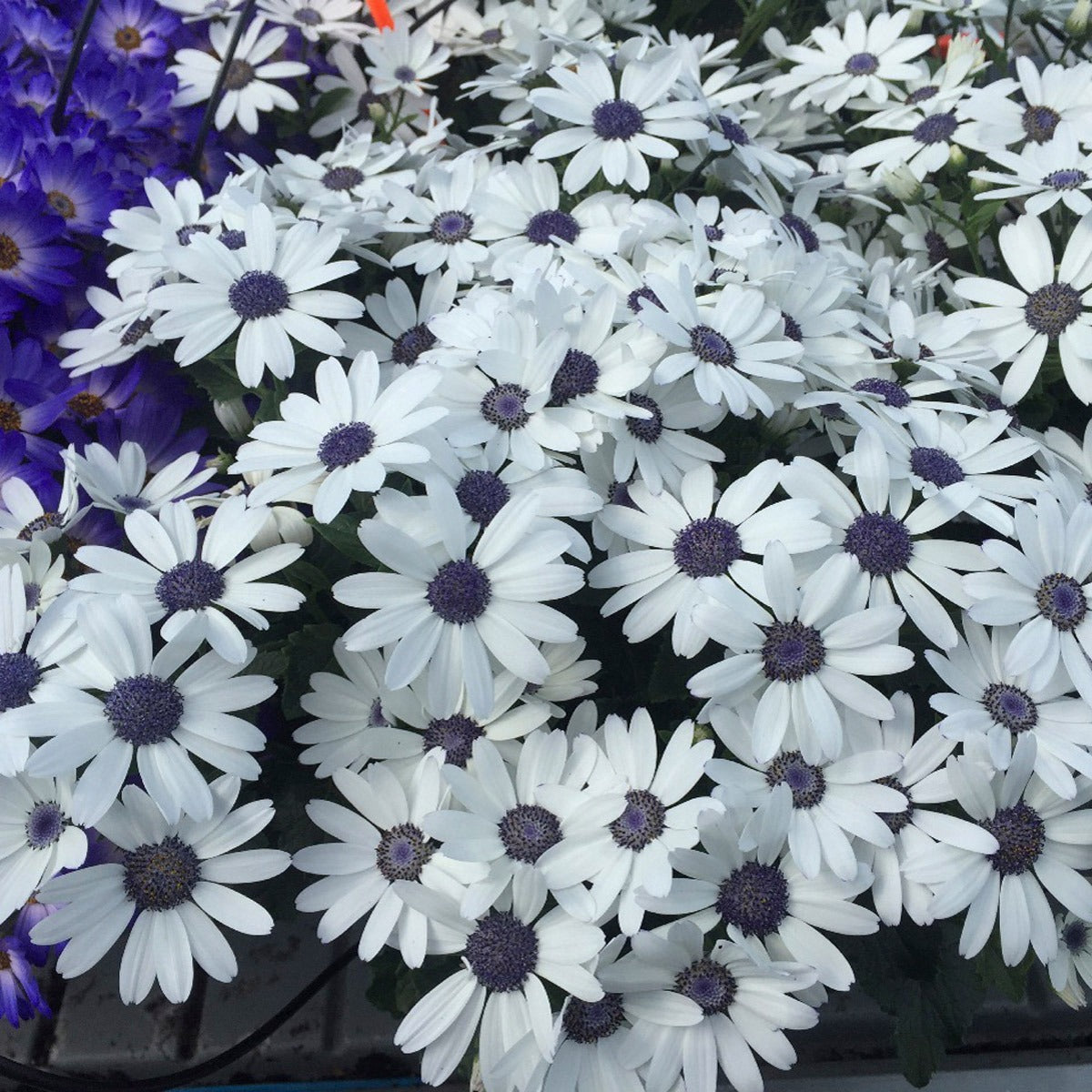Pericallis Senetti White P68perswh - Garden Express Australia