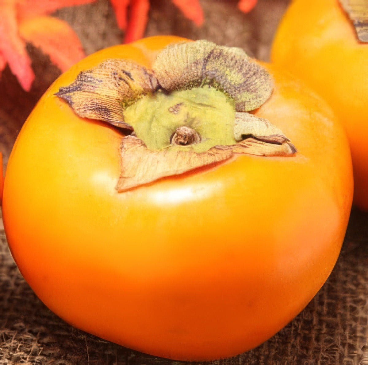 Persimmon Treperfuy - Garden Express Australia