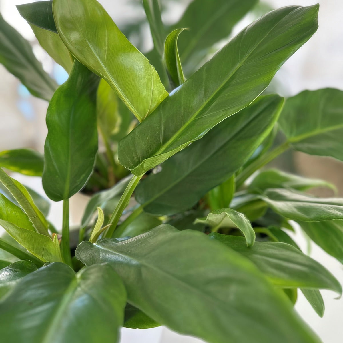 Philodendron Peggasus - Garden Express Australia