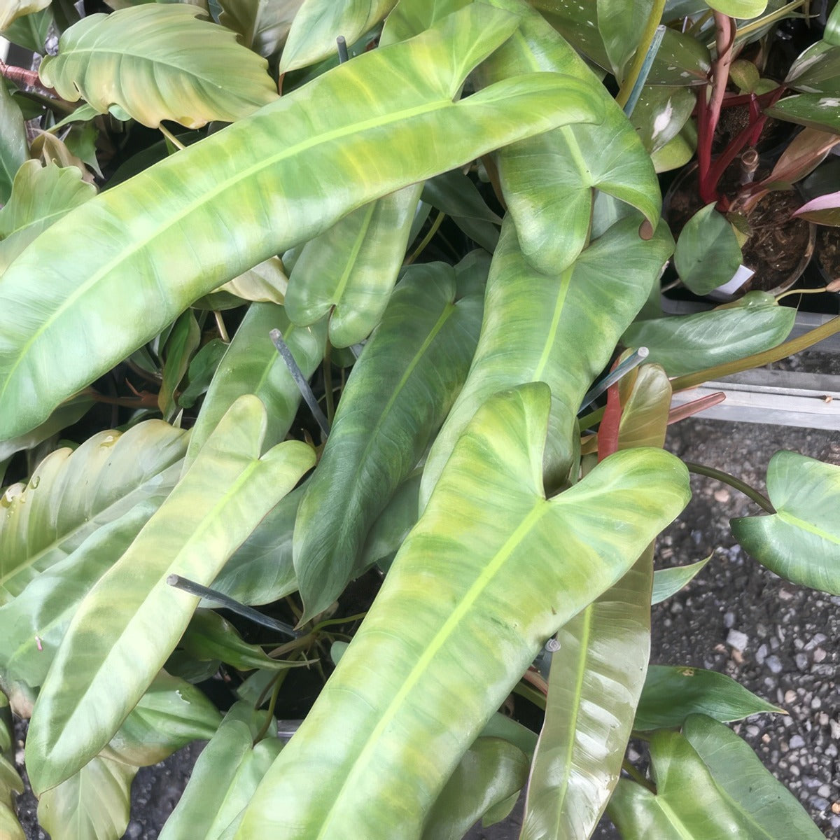 Philodendron Atabapoense P10phiata - Garden Express Australia