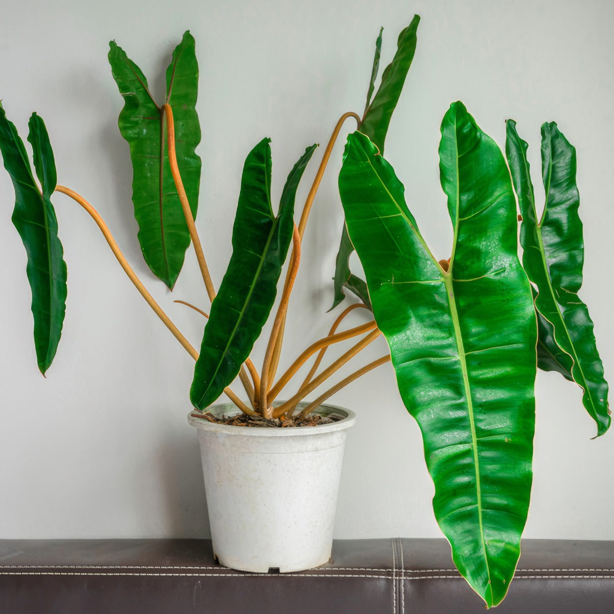 Philodendron Billietiae P12phibil - Garden Express Australia