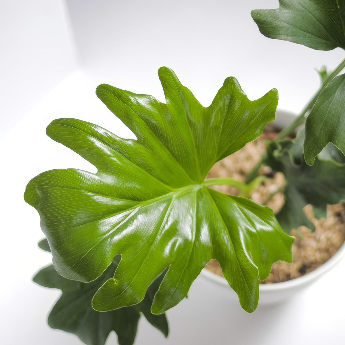 Philodendron Gain P10phigai - Garden Express Australia