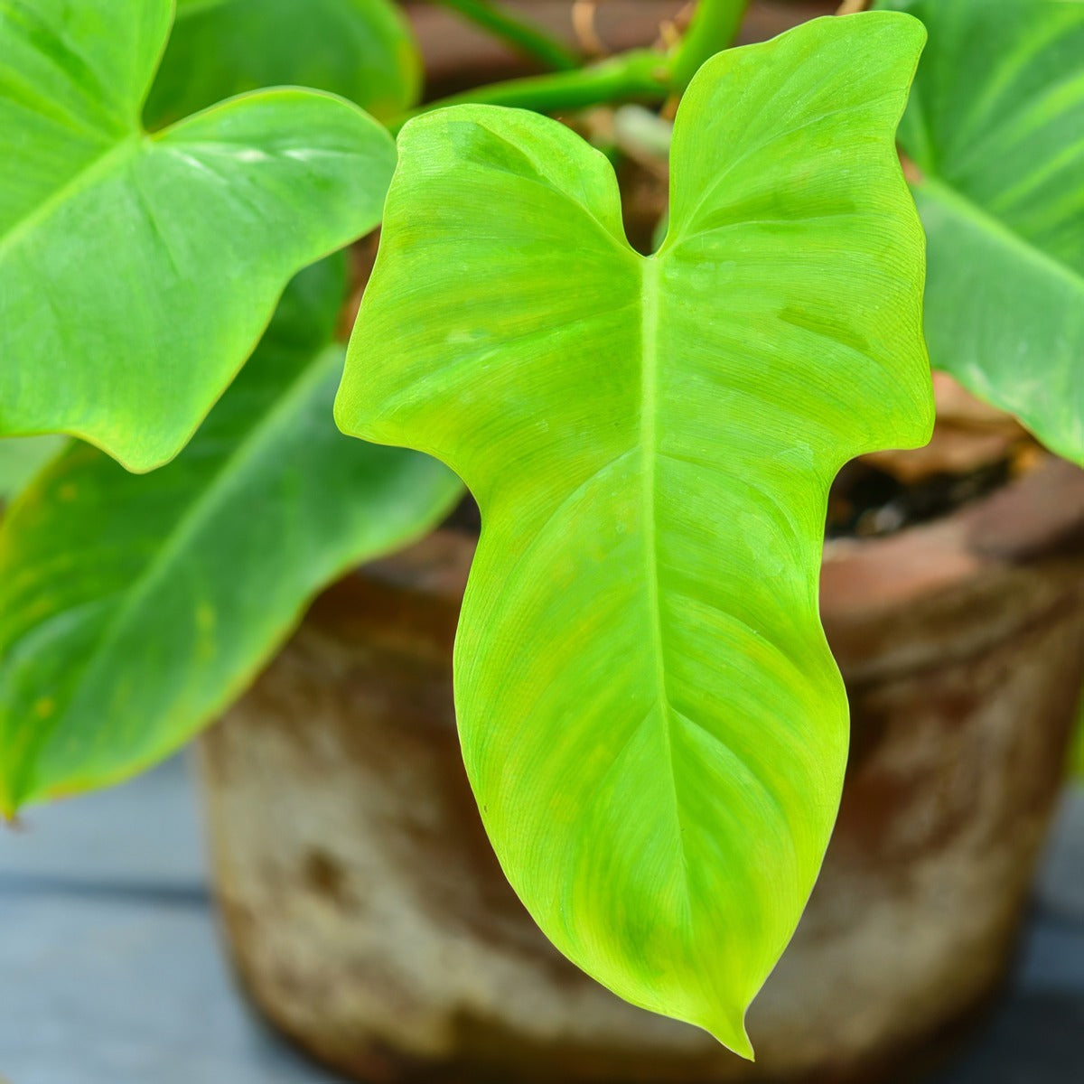 Philodendron Golden Violin P10phigvi - Garden Express Australia