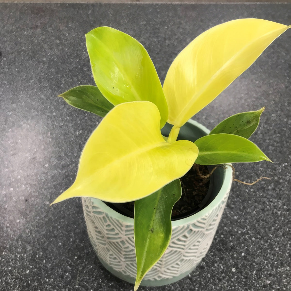 Philodendron Imperial Golden P10phiigo - Garden Express Australia