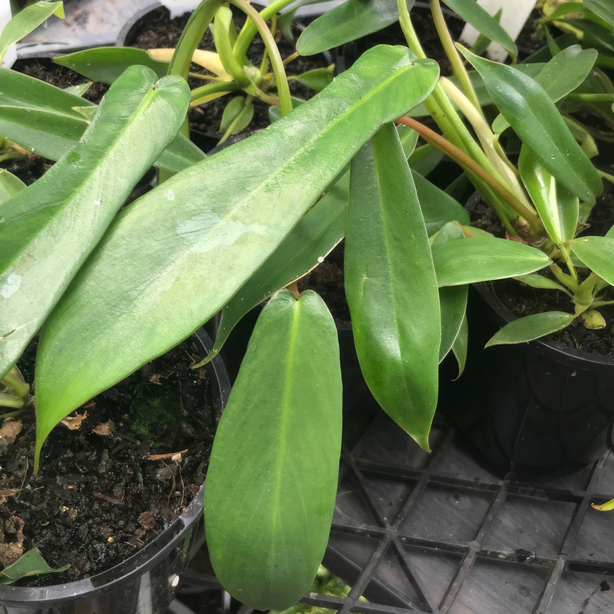 Philodendron Jeoppii P10phijpi - Garden Express Australia