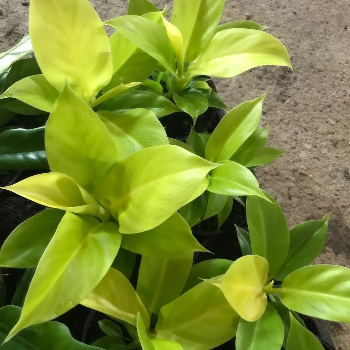 Philodendron Rush P10phirsh - Garden Express Australia