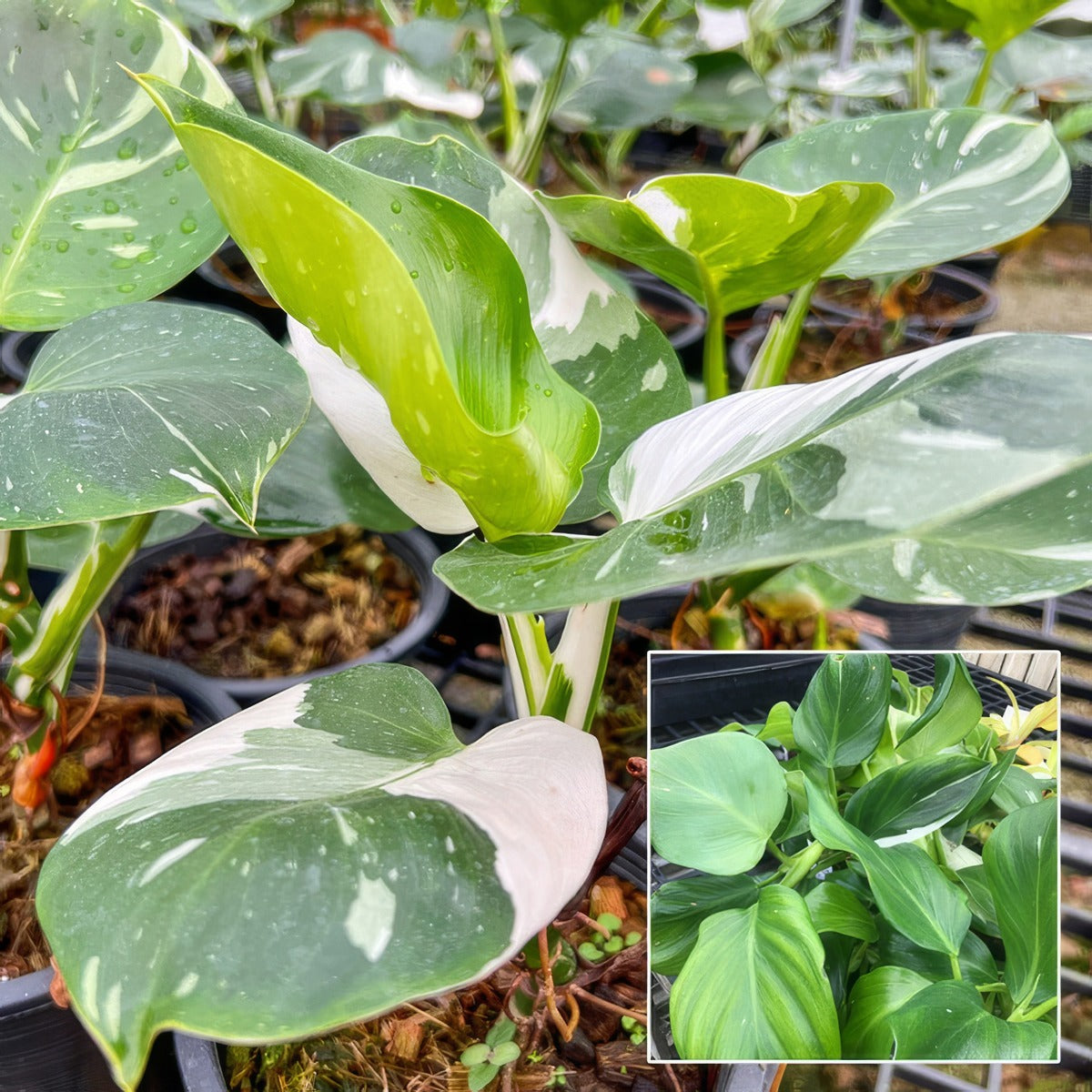 Philodendron White Wizard P10phiwwi - Garden Express Australia