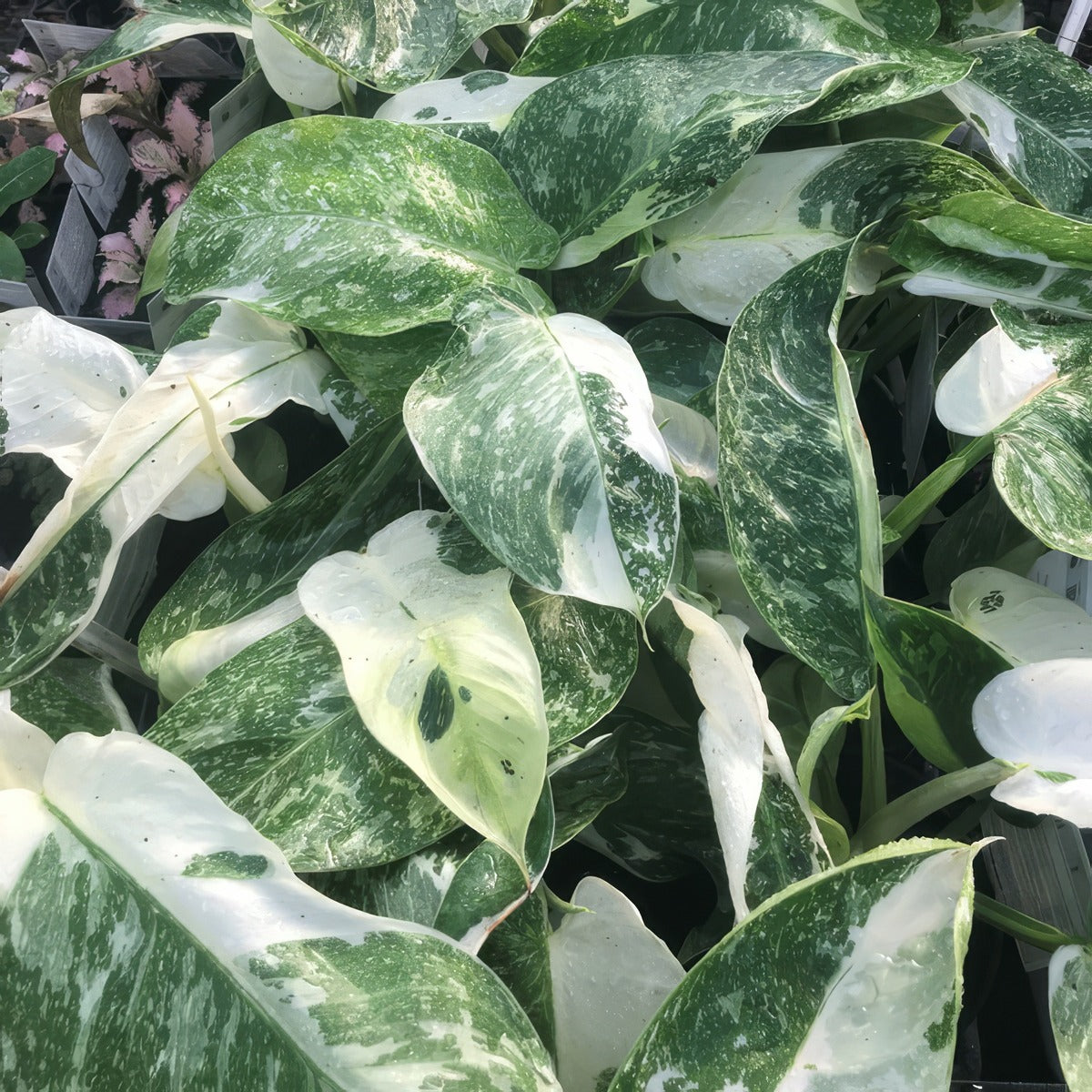 Philodendron Jose Buono 1 P14phijbu - Garden Express Australia