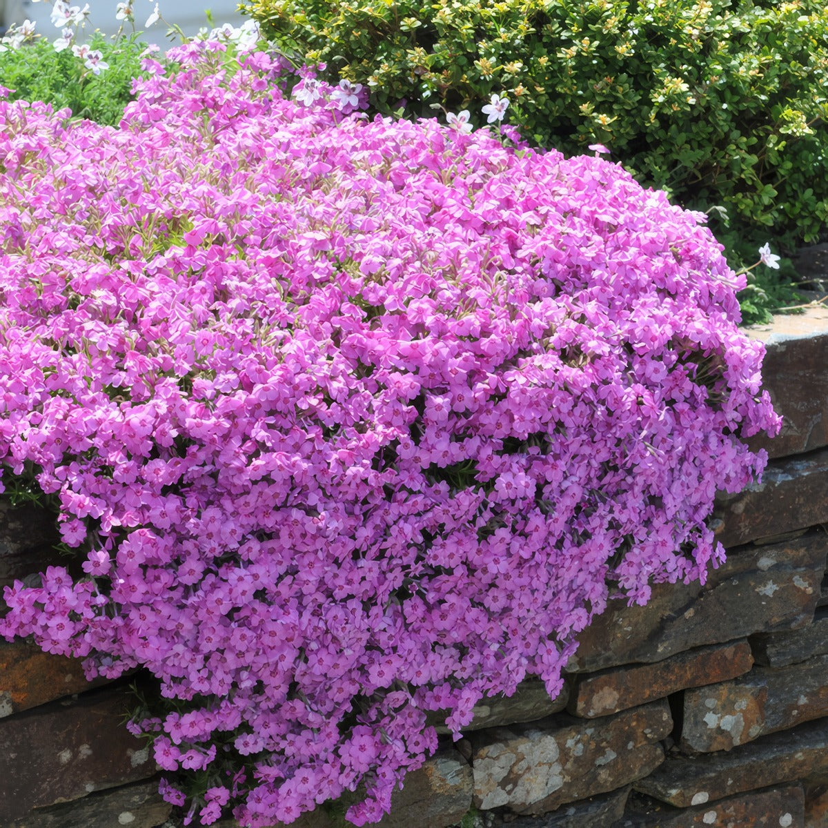 Phlox Rosea Lpophlros - Garden Express Australia