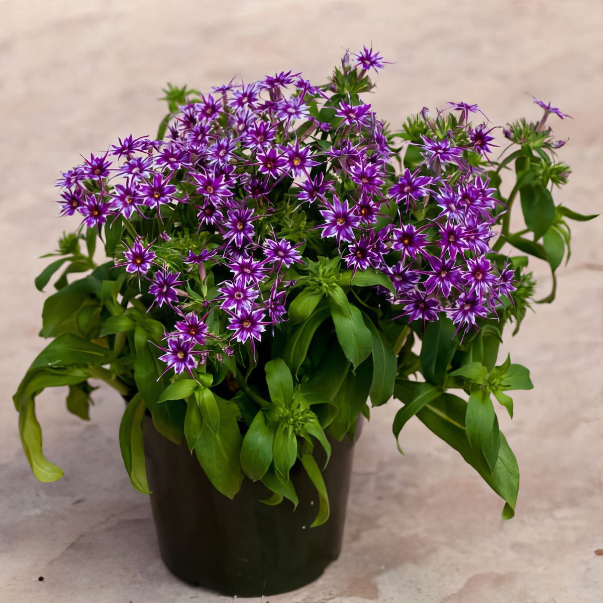 Phlox Popstars Blue - Garden Express Australia