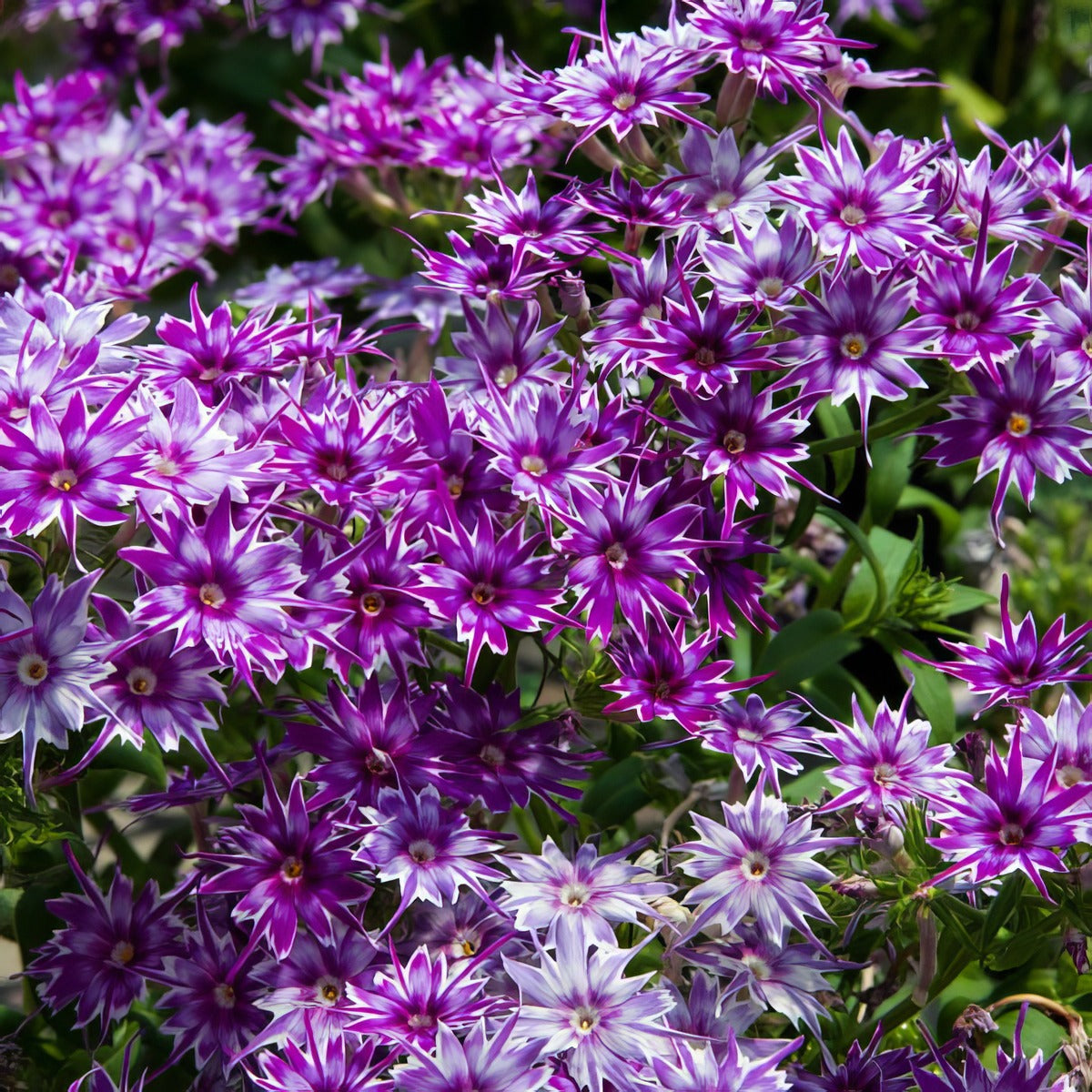 Phlox Popstars Blue P68phlpbl - Garden Express Australia