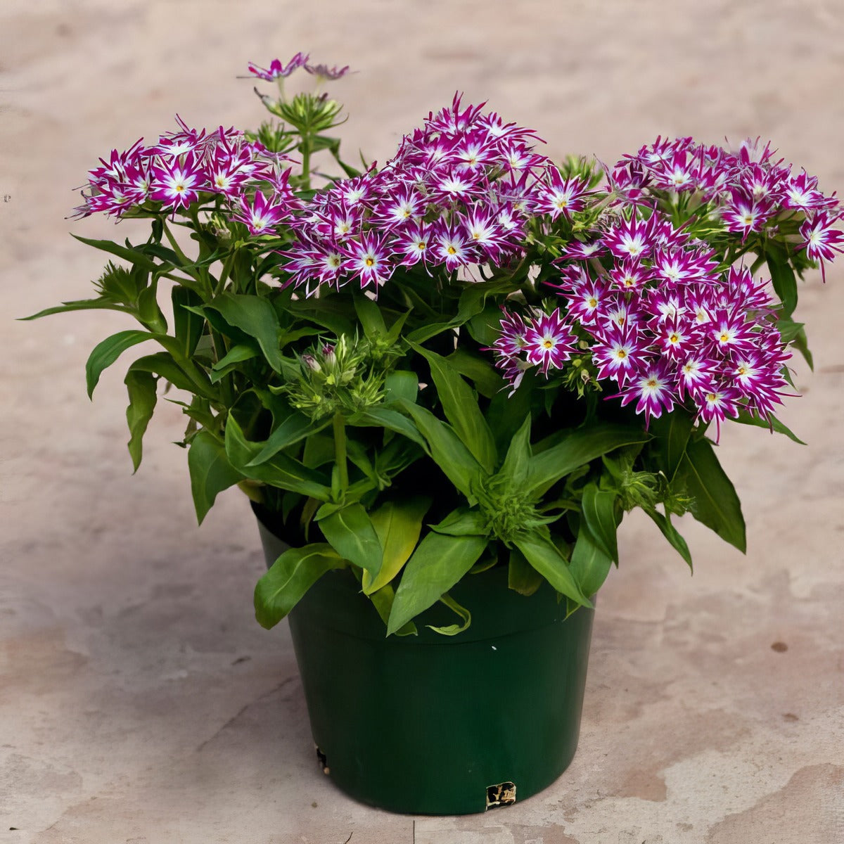 Phlox Popstars Purple With Eye - Garden Express Australia