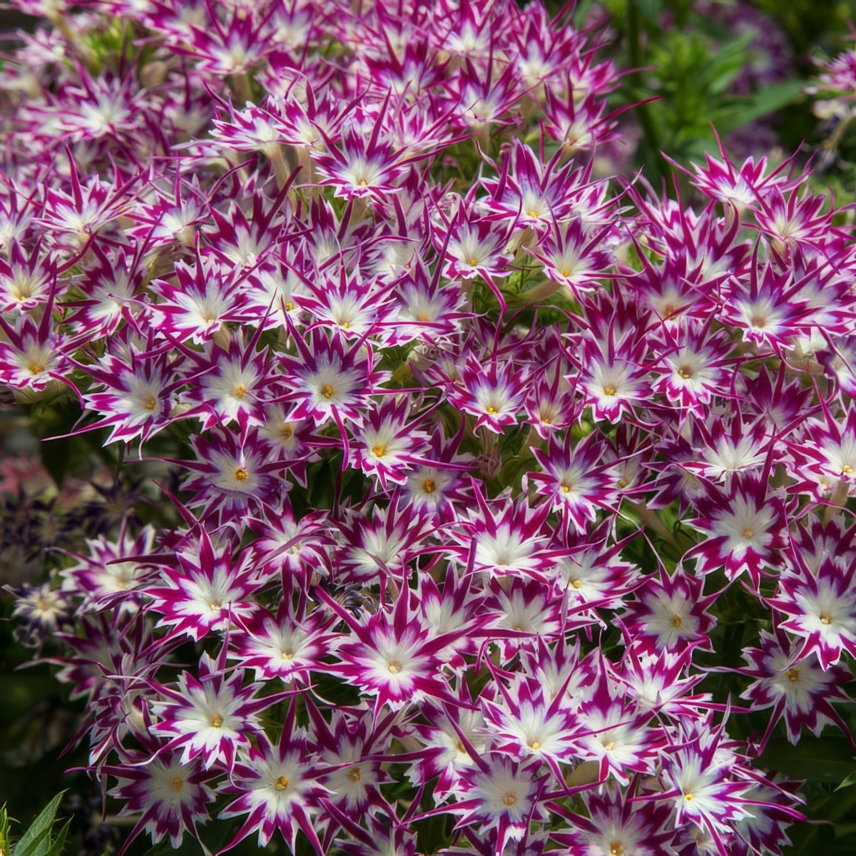 Phlox Popstars Purple With Eye P68phlppe - Garden Express Australia
