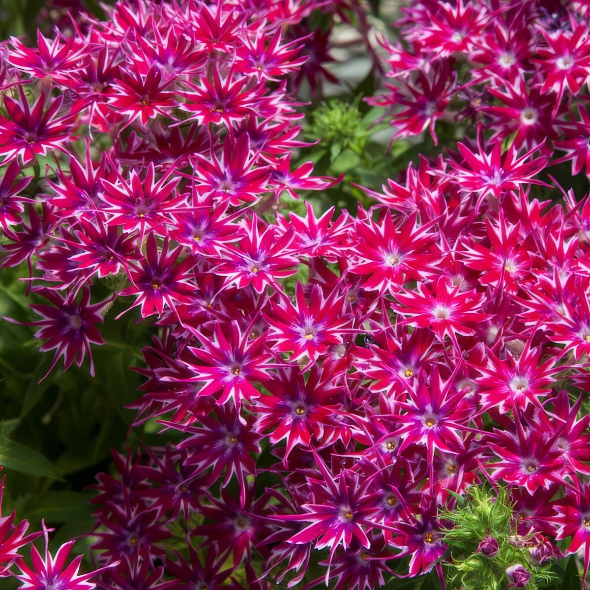 Phlox Popstars Purple P68phlppl - Garden Express Australia