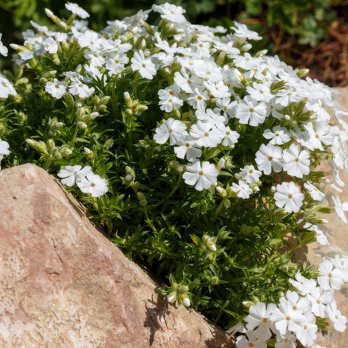 Phlox Subulata White P68phlsub - Garden Express Australia
